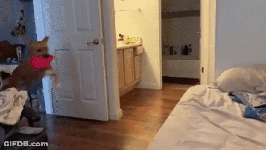 Dog Zoomies Jumping And Playing GIF