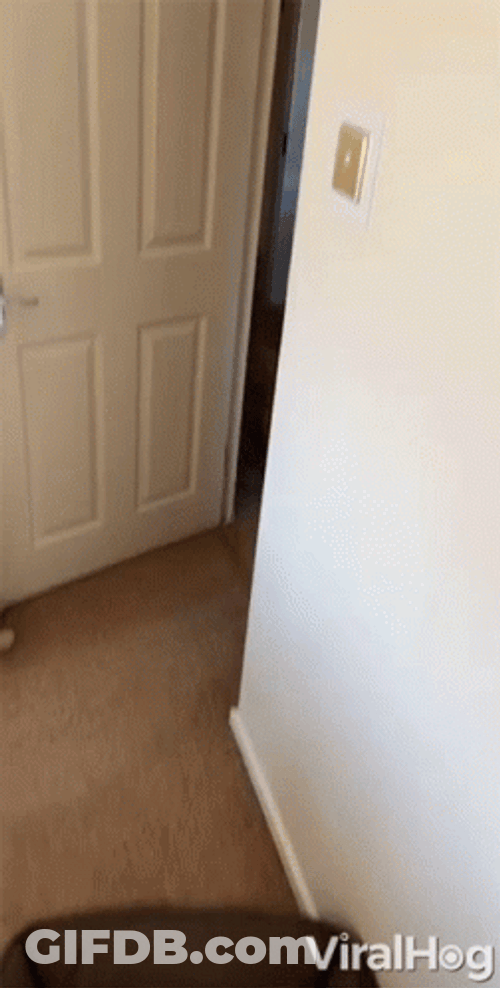 Dog Zoomies Jumping Up And Down In Bed GIF