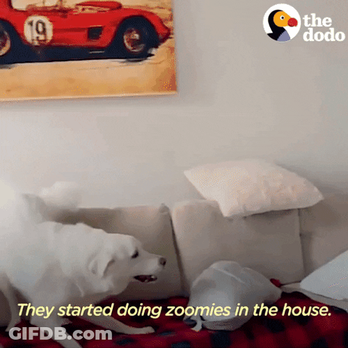 Dog Zoomies Living Their Best Life GIF