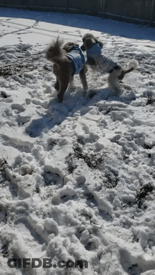 Dog Zoomies Loves Playing With Snow GIF