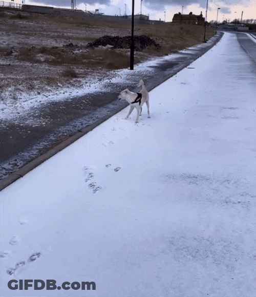 Dog Zoomies Moment Of Joy In Snow GIF