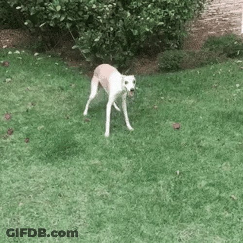 Dog Zoomies Playful Frenzy GIF