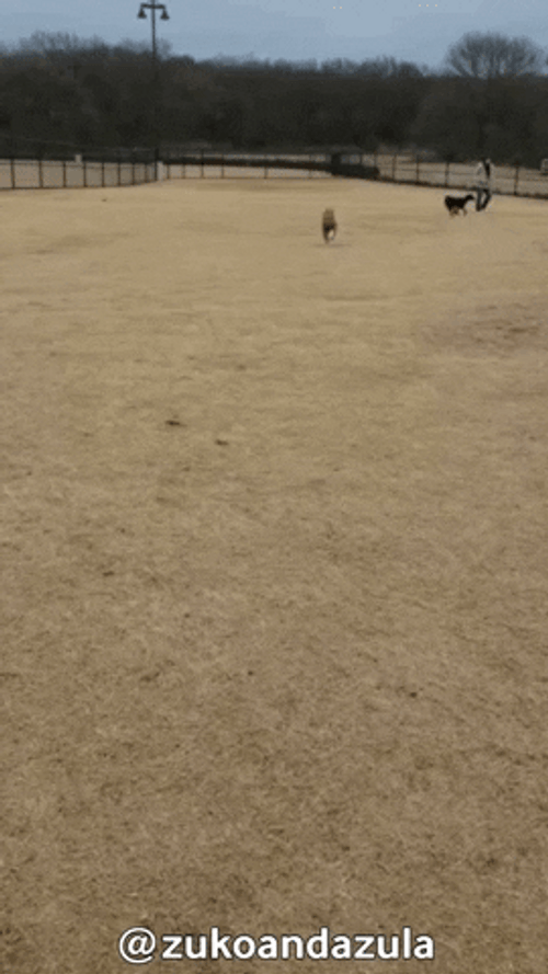 Dog Zoomies Playful Spirit Reminder GIF