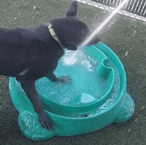 Dog Zoomies Pure Canine Fun GIF