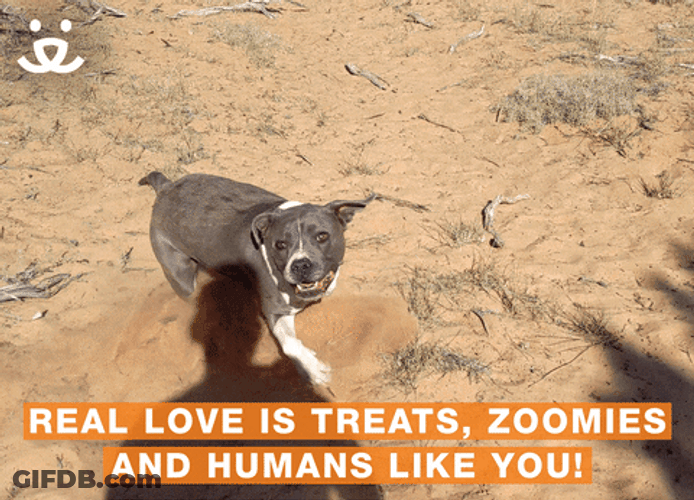 Dog Zoomies Real Love Is Treats GIF