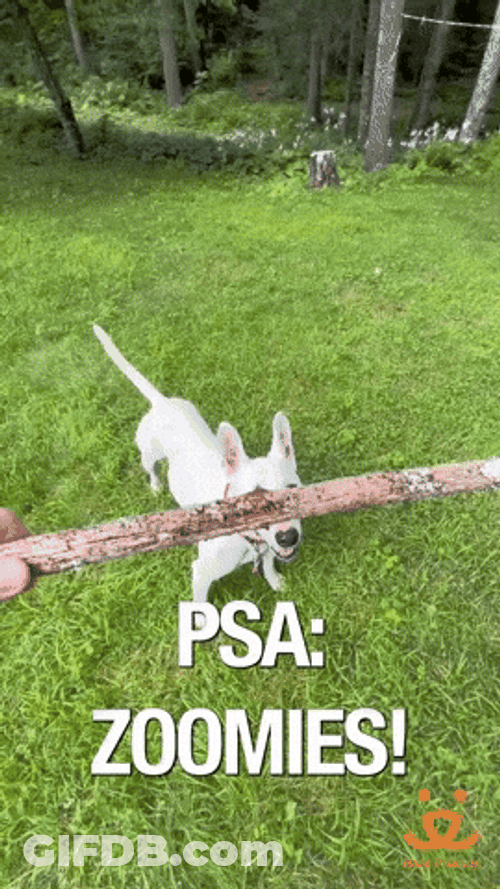 Dog Zoomies Reminder Of Their Wild Side GIF
