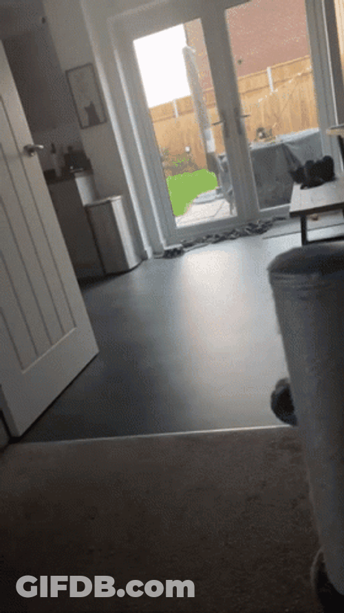 Dog Zoomies Running Back And Forth GIF