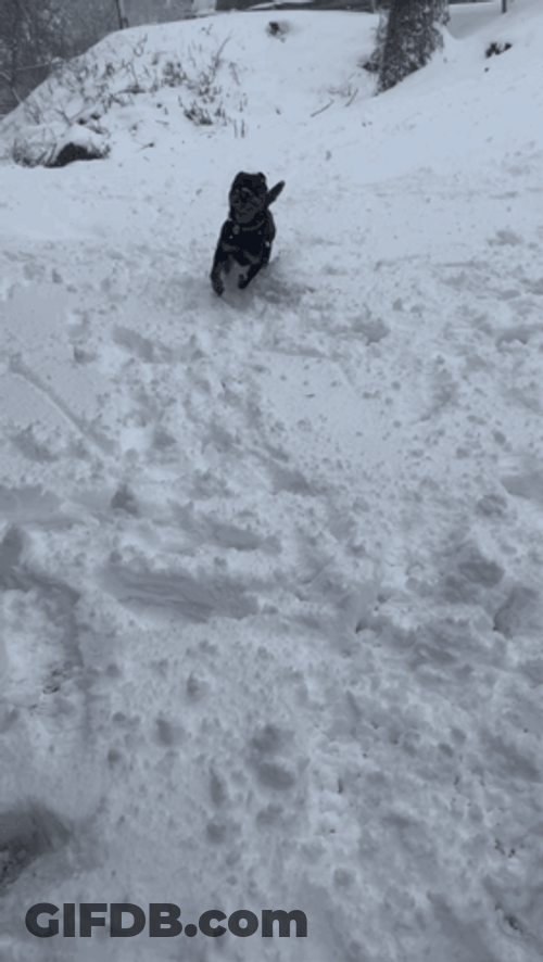 Dog Zoomies Running On Snow GIF