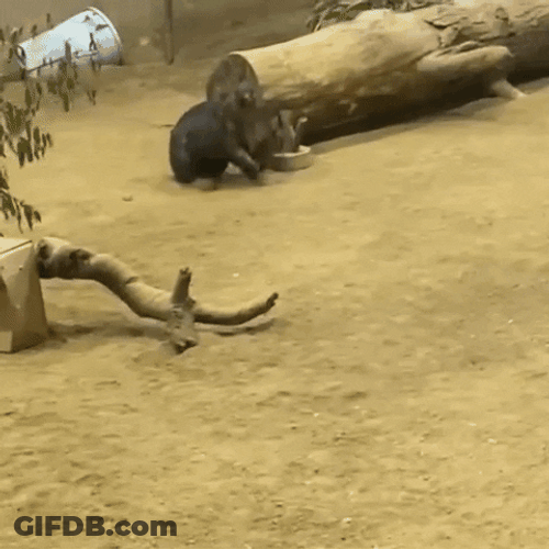 Dog Zoomies Short Sprint GIF