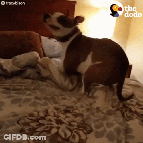 Dog Zoomies Sign Of Happiness GIF