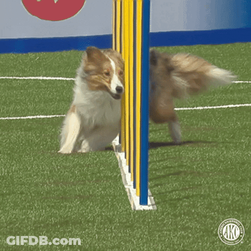 Dog Zoomies Sign Of Their Playful Nature GIF