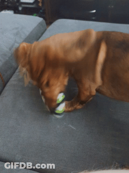 Dog Zoomies Silly Spectacle GIF