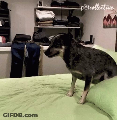 Dog Zoomies Sniffing Something Fishy GIF