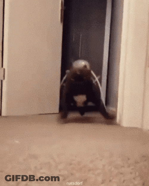 Dog Zoomies Sudden Urge To Run GIF