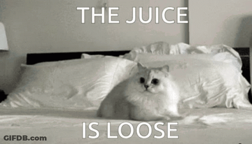 Dog Zoomies The Juice Is Loose GIF