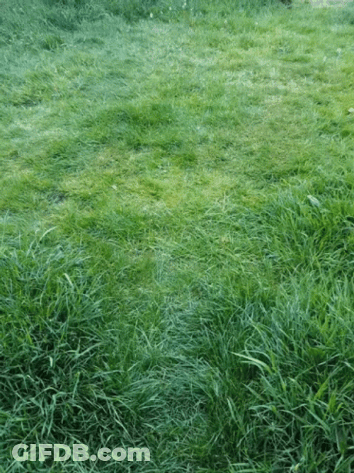 Dog Zoomies Uncontrollable Energy GIF