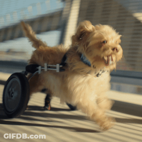 Dog Zoomies Welcome Change Of Pace GIF