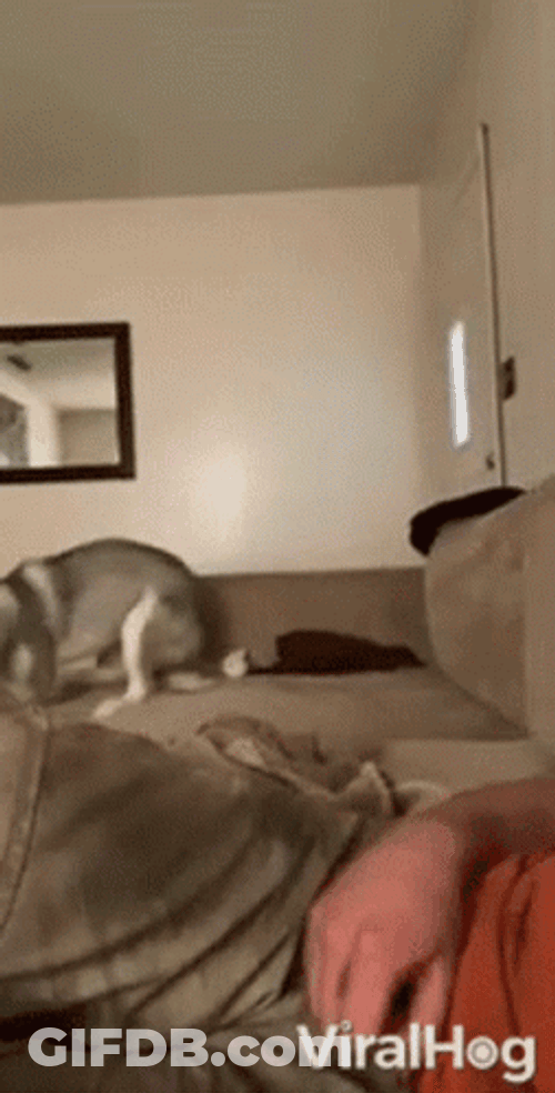 Dog Zoomies Welcome Distraction With Man GIF