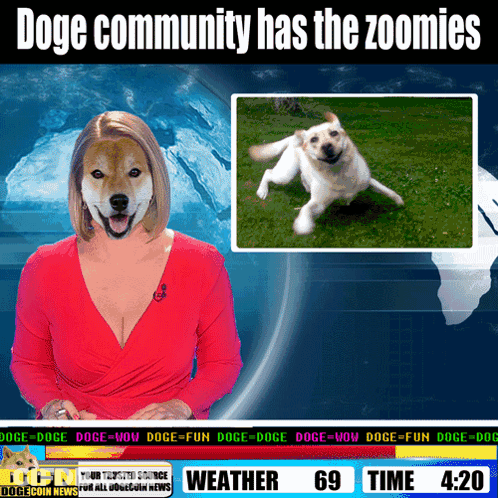 Doge Community Zoomies GIF