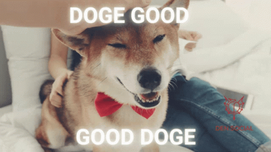 Doge Getting Petted GIF