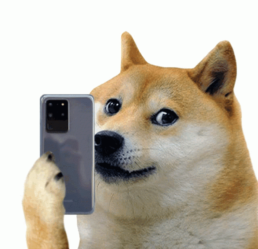 Doge Holding Cellphone GIF