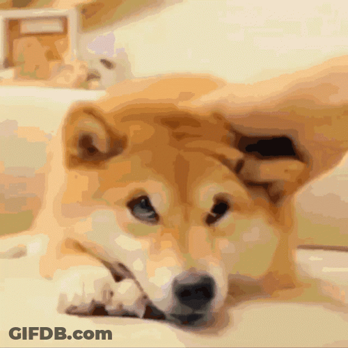 Doge Meme Cuteness Overload GIF