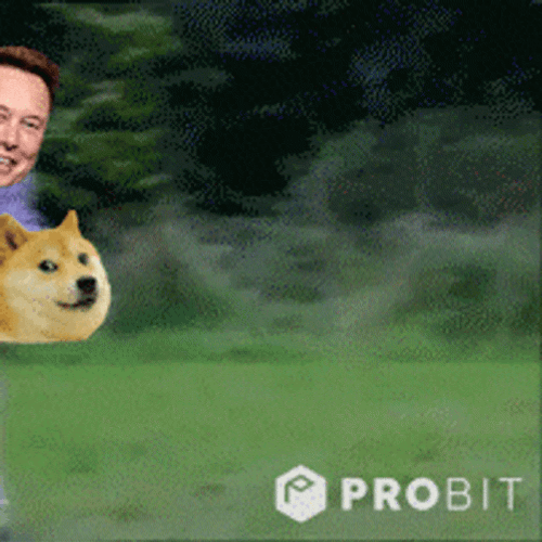Doge Playing Fetch GIF