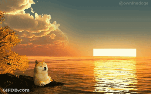 Doge Sitting On Rock At Ocean Sunset GIF
