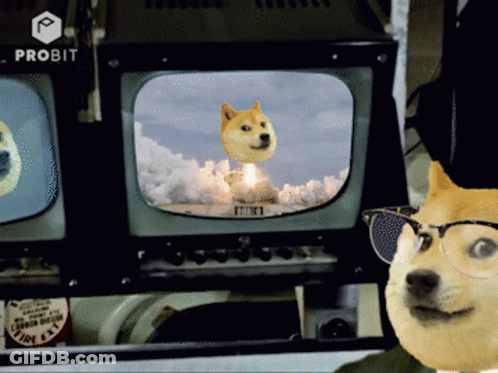 Doge Wearing Glasses Watching Rocket Launch GIF