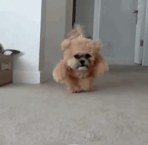 Doggo Acting Like An Ewok GIF