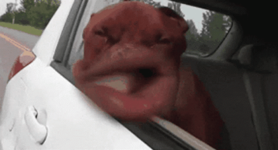 Doggo Distorted Face Road Trip Meme GIF
