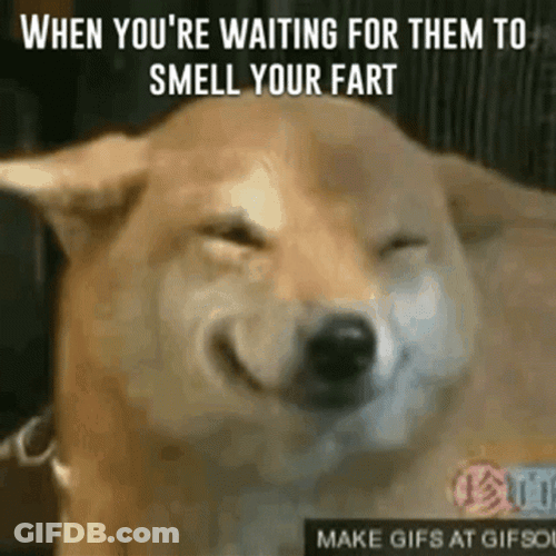 Doggo Fart Noises GIF