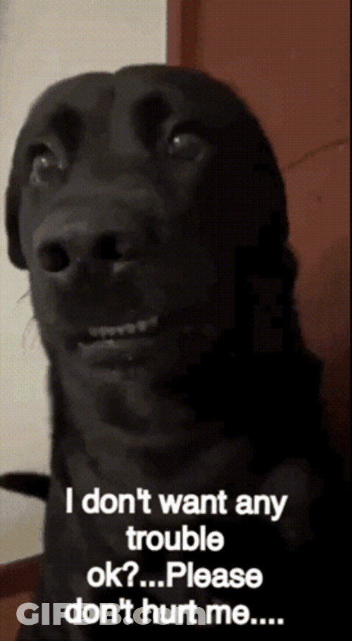 Doggo Just When I Thought I Was Out GIF