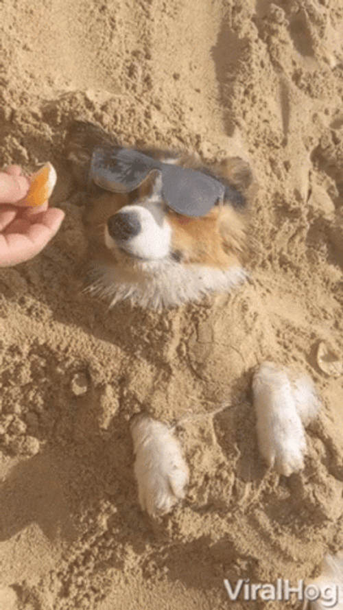 Doggo Living The Life Funny Beach GIF