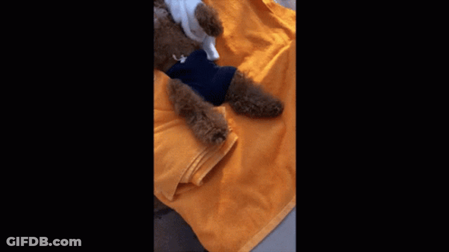 Doggo On National Tequila Day GIF