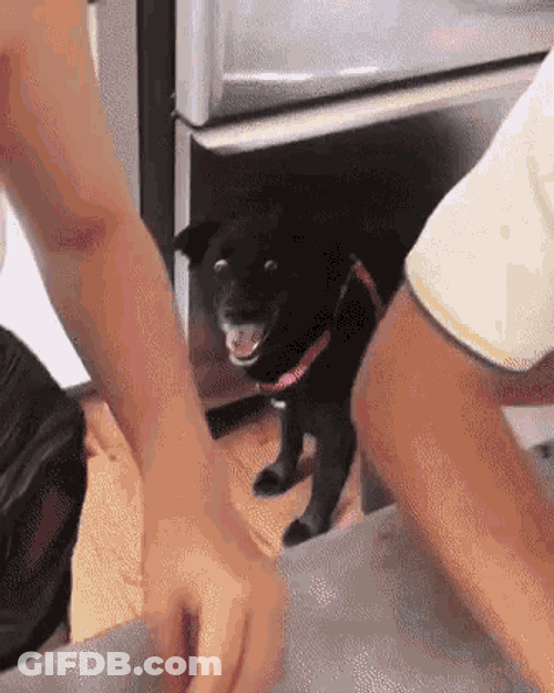 Doggo Stare GIF