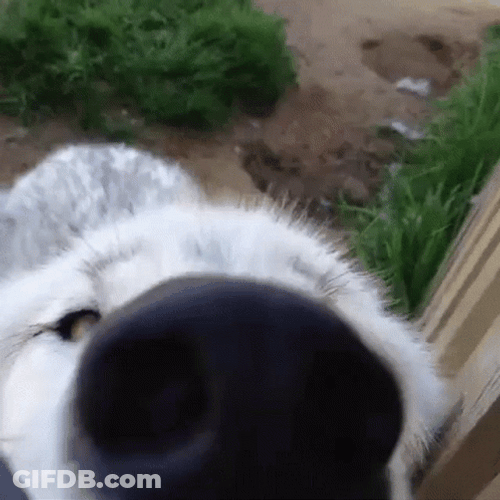 Doggo Unstoppable Sniff GIF