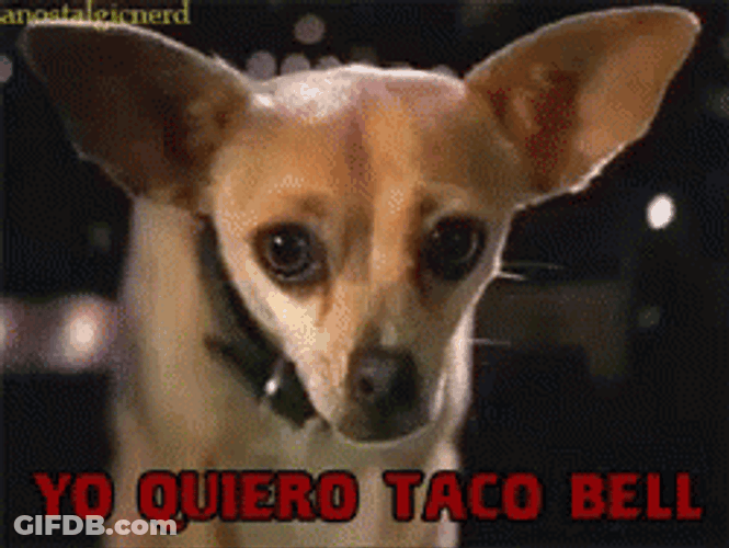 Doggy At Taco Bell GIF