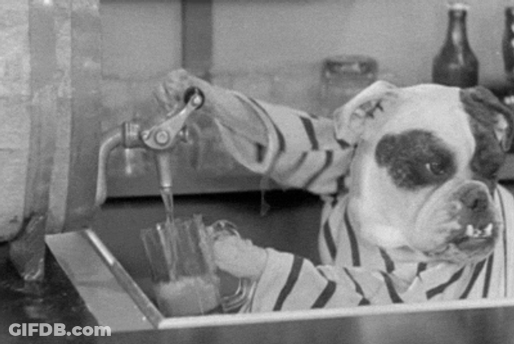 Doggy Bartender Serving Doggy Drinks GIF
