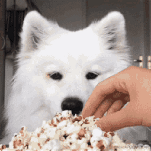 Doggy Eating Popcorn GIF