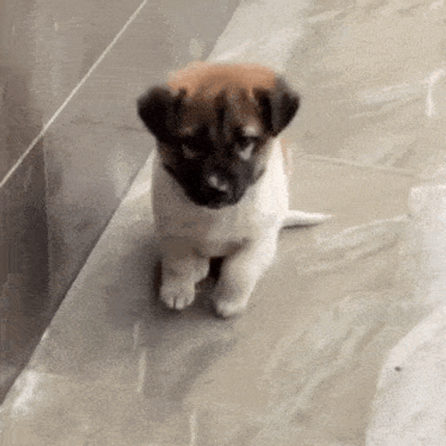 Doggy Tap Tap GIF