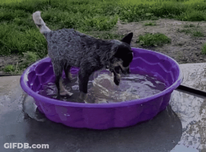 Dogpool Blue Heeler Playing With Water GIF