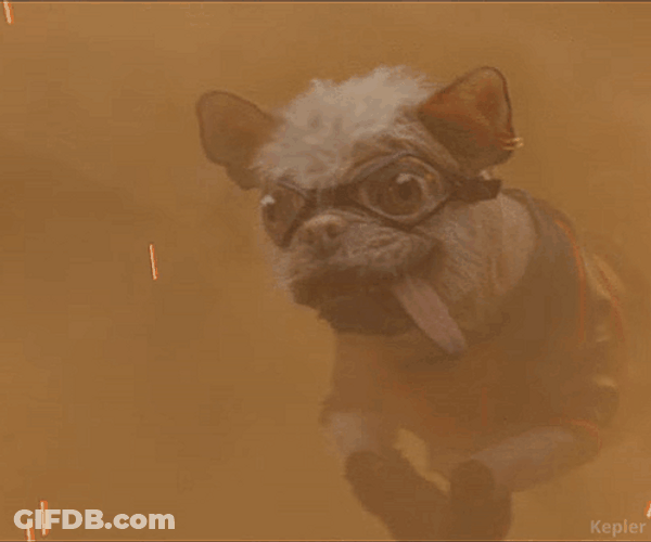 Dogpool Deadpool And Wolverine GIF