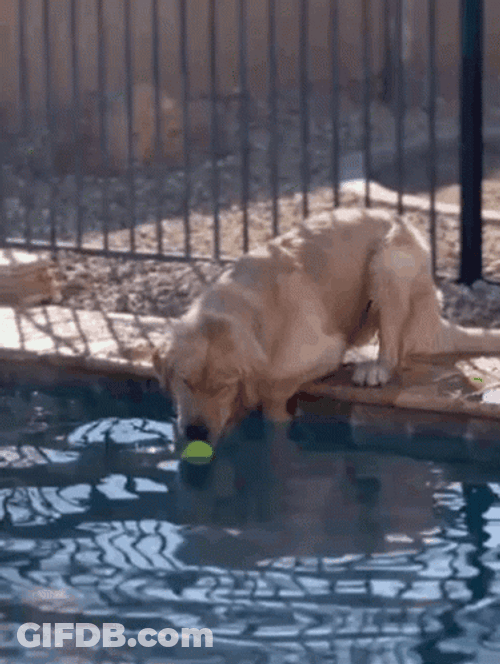 Dogpool Grabs The Ball From Pool GIF