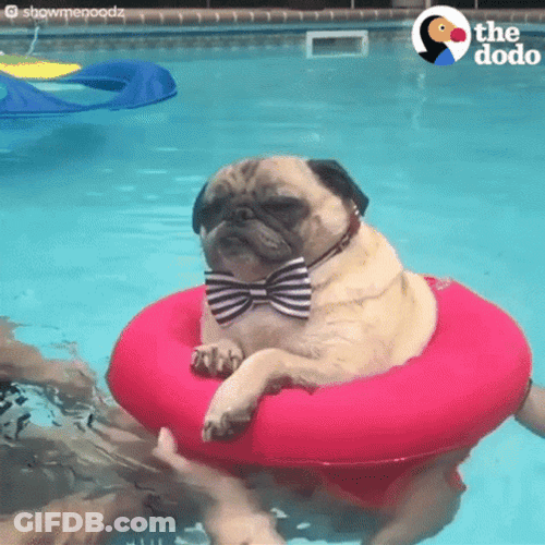 Dogpool In A Bowtie Floating GIF