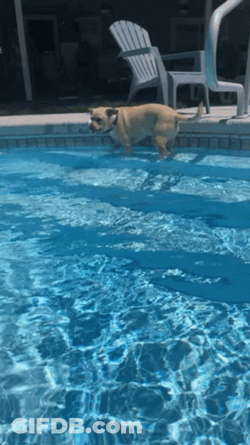Dogpool Jumping Into Pool GIF
