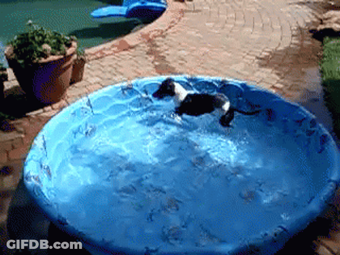 Dogpool Jumping Playing GIF