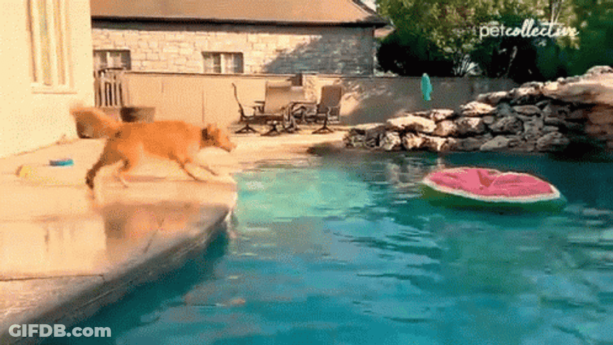 Dogpool Playing Fetch GIF