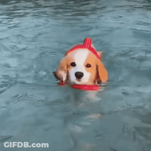 Dogpool Swimming Puppy GIF