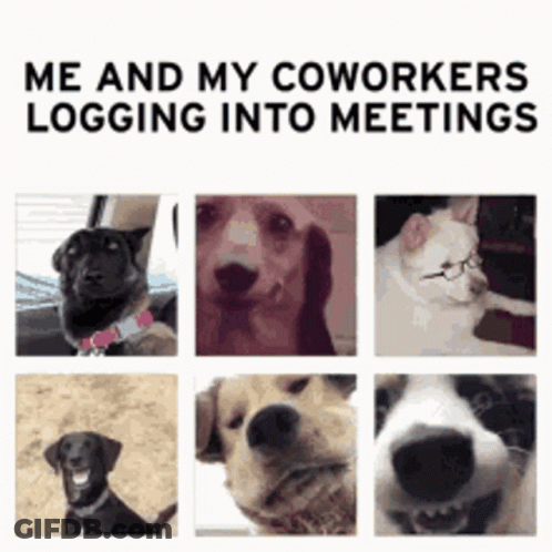 Dogs And Cat Collage Me And My Coworkers Logging Into Meetings GIF